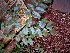  (Myrocarpus - veg033)  @11 [ ] Unspecified (default): All Rights Reserved  Unspecified Unspecified