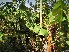  ( - veg037)  @11 [ ] Unspecified (default): All Rights Reserved  Unspecified Unspecified