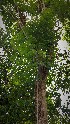  (Jacaranda - veg055)  @11 [ ] Unspecified (default): All Rights Reserved  Unspecified Unspecified