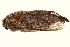  (Gastroplakaeis delicatulus - TDGAB-0728)  @14 [ ] CreativeCommons - Attribution (2010) Unspecified Centre for Biodiversity Genomics