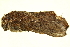  ( - TDGAB-1454)  @14 [ ] CreativeCommons - Attribution (2010) CBG Photography Group Centre for Biodiversity Genomics