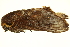 ( - TDGAB-1702)  @14 [ ] CreativeCommons - Attribution (2010) CBG Photography Group Centre for Biodiversity Genomics