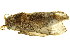  ( - TDGAB-1727)  @14 [ ] CreativeCommons - Attribution (2010) CBG Photography Group Centre for Biodiversity Genomics