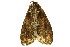  (Dasychira goodii - TDGAB-1825)  @14 [ ] CreativeCommons - Attribution (2010) CBG Photography Group Centre for Biodiversity Genomics