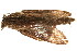  ( - TDGAB-1367)  @13 [ ] CreativeCommons - Attribution (2010) Unspecified Centre for Biodiversity Genomics