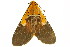  ( - TDGAB-1832)  @14 [ ] CreativeCommons - Attribution (2010) CBG Photography Group Centre for Biodiversity Genomics