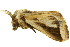  (Neomardara - TDGAB-1875)  @14 [ ] CreativeCommons - Attribution (2010) CBG Photography Group Centre for Biodiversity Genomics