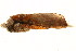  ( - TDGAB-1418)  @13 [ ] CreativeCommons - Attribution (2010) Unspecified Centre for Biodiversity Genomics