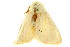  ( - TDGAB-1930)  @14 [ ] CreativeCommons - Attribution (2010) CBG Photography Group Centre for Biodiversity Genomics