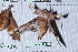  ( - Lope11-0060)  @12 [ ] Copyright (2011) Rodolpher Rougerie University of Rouen