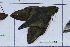  ( - Lope11-0403)  @12 [ ] Copyright (2011) Rodolpher Rougerie University of Rouen