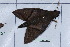  ( - Lope11-0422)  @12 [ ] Copyright (2011) Rodolpher Rougerie University of Rouen
