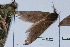  ( - Lope11-0858)  @13 [ ] Copyright (2011) Rodolpher Rougerie University of Rouen