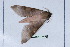  ( - Lope11-0901)  @12 [ ] Copyright (2011) Rodolpher Rougerie University of Rouen