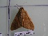  ( - Lep-Lope12-1836)  @13 [ ] CreativeCommons - Attribution Non-Commercial Share-Alike (2012) Morgane COUANT ECODIV