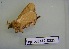  (Ptyssophlebia discocellularis - Lep-Lope12-0325)  @13 [ ] CreativeCommons - Attribution Non-Commercial Share-Alike (2012) Morgane COUANT ECODIV