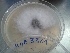  ( - BAB 3309)  @11 [ ] Copyright (2016) Gujarat Biodiversity Gene Bank, GSBTM, DST, GoG Gujarat Biodiversity Gene Bank, GSBTM, DST, GoG