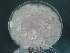  ( - BAB 3624)  @11 [ ] Copyright (2016) Gujarat Biodiversity Gene Bank, GSBTM, DST, GoG Gujarat Biodiversity Gene Bank, GSBTM, DST, GoG
