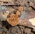  (Ganoderma annulare - BAB 3650)  @11 [ ] Copyright (2014) Gujarat Biodiversity Gene Bank, GSBTM, DST, GoG Gujarat Biodiversity Gene Bank, GSBTM, DST, GoG