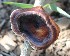  (Microporus - BAB 3971)  @11 [ ] Unspecified (default): All Rights Reserved  Unspecified Unspecified