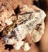  (Lenzites sp - BAB 3981)  @11 [ ] Unspecified (default): All Rights Reserved  Unspecified Unspecified