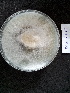 (Phanerochaete chrysosporium - BAB 4417)  @11 [ ] Copyright (2015) Gujarat Biodiversity Gene Bank, GSBTM, DST, GoG Gujarat Biodiversity Gene Bank, GSBTM, DST, GoG