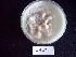  ( - BAB 4507)  @11 [ ] Copyright (2015) Gujarat Biodiversity Gene Bank, GSBTM, DST, GoG Gujarat Biodiversity Gene Bank, GSBTM, DST, GoG