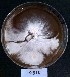  ( - BAB 4510)  @11 [ ] Copyright (2015) Gujarat Biodiversity Gene Bank, GSBTM, DST, GoG Gujarat Biodiversity Gene Bank, GSBTM, DST, GoG