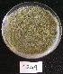  ( - BAB 4649)  @11 [ ] Copyright (2015) Gujarat Biodiversity Gene Bank, GSBTM, DST, GoG Gujarat Biodiversity Gene Bank, GSBTM, DST, GoG