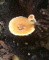  (Polyporus leprieurii - BAB 4716)  @11 [ ] Copyright (2014) Gujarat Biodiversity Gene Bank, GSBTM, DST, GoG Gujarat Biodiversity Gene Bank, GSBTM, DST, GoG
