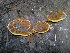 (Fulvifomes fastuosus - BAB 4916)  @11 [ ] Copyright (2015) Gujarat Biodiversity Gene Bank, GSBTM, DST, GoG Gujarat Biodiversity Gene Bank, GSBTM, DST, GoG