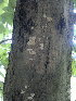  (Marasmiellus palmivorus - BAB 4919)  @11 [ ] Copyright (2015) Gujarat Biodiversity Gene Bank, GSBTM, DST, GoG Gujarat Biodiversity Gene Bank, GSBTM, DST, GoG