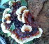  (Ganoderma carnosum - BAB 4922)  @11 [ ] Copyright (2015) Gujarat Biodiversity Gene Bank, GSBTM, DST, GoG Gujarat Biodiversity Gene Bank, GSBTM, DST, GoG