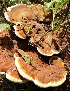  (Ganoderma applanatum - BAB 4929)  @11 [ ] Copyright (2015) Gujarat Biodiversity Gene Bank, GSBTM, DST, GoG Gujarat Biodiversity Gene Bank, GSBTM, DST, GoG