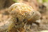  ( - BAB 4942)  @11 [ ] Copyright (2015) Gujarat Biodiversity Gene Bank, GSBTM, DST, GoG Gujarat Biodiversity Gene Bank, GSBTM, DST, GoG
