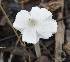  ( - BAB 4950)  @11 [ ] Copyright (2015) Gujarat Biodiversity Gene Bank, GSBTM, DST, GoG Gujarat Biodiversity Gene Bank, GSBTM, DST, GoG