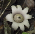  ( - BAB 4951)  @11 [ ] Copyright (2015) Gujarat Biodiversity Gene Bank, GSBTM, DST, GoG Gujarat Biodiversity Gene Bank, GSBTM, DST, GoG