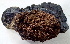  (Phellinus bicuspidatus - BAB 4960)  @11 [ ] Copyright (2015) Gujarat Biodiversity Gene Bank, GSBTM, DST, GoG Gujarat Biodiversity Gene Bank, GSBTM, DST, GoG