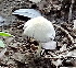  ( - BAB 4964)  @11 [ ] Copyright (2015) Gujarat Biodiversity Gene Bank, GSBTM, DST, GoG Gujarat Biodiversity Gene Bank, GSBTM, DST, GoG