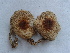  ( - BAB 4972)  @11 [ ] Copyright (2015) Gujarat Biodiversity Gene Bank, GSBTM, DST, GoG Gujarat Biodiversity Gene Bank, GSBTM, DST, GoG