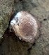 ( - BAB 4979)  @11 [ ] Copyright (2015) Gujarat Biodiversity Gene Bank, GSBTM, DST, GoG Gujarat Biodiversity Gene Bank, GSBTM, DST, GoG