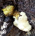  (Tomophagus - BAB 4989)  @11 [ ] Copyright (2015) Gujarat Biodiversity Gene Bank, GSBTM, DST, GoG Gujarat Biodiversity Gene Bank, GSBTM, DST, GoG