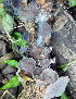  ( - BAB 5001)  @11 [ ] Copyright (2015) Gujarat Biodiversity Gene Bank, GSBTM, DST, GoG Gujarat Biodiversity Gene Bank, GSBTM, DST, GoG