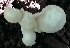  ( - BAB 5005)  @11 [ ] Copyright (2015) Gujarat Biodiversity Gene Bank, GSBTM, DST, GoG Gujarat Biodiversity Gene Bank, GSBTM, DST, GoG