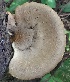  ( - BAB 5017)  @11 [ ] Copyright (2015) Gujarat Biodiversity Gene Bank, GSBTM, DST, GoG Gujarat Biodiversity Gene Bank, GSBTM, DST, GoG