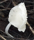  ( - BAB 5056)  @11 [ ] Copyright (2015) Gujarat Biodiversity Gene Bank, GSBTM, DST, GoG Gujarat Biodiversity Gene Bank, GSBTM, DST, GoG