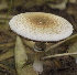  ( - BAB 5059)  @11 [ ] Copyright (2015) Gujarat Biodiversity Gene Bank, GSBTM, DST, GoG Gujarat Biodiversity Gene Bank, GSBTM, DST, GoG