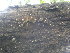  (Dichomitus squalens - BAB 5174)  @11 [ ] Copyright (2015) Gujarat Biodiversity Gene Bank, GSBTM, DST, GoG Gujarat Biodiversity Gene Bank, GSBTM, DST, GoG