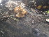  (Meripilus - BAB 5175)  @11 [ ] Copyright (2015) Gujarat Biodiversity Gene Bank, GSBTM, DST, GoG Gujarat Biodiversity Gene Bank, GSBTM, DST, GoG