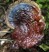  (Ganoderma steyaertanum - BAB 5191)  @11 [ ] Copyright (2015) Gujarat Biodiversity Gene Bank, GSBTM, DST, GoG Gujarat Biodiversity Gene Bank, GSBTM, DST, GoG